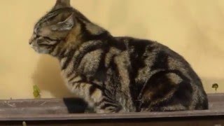 Katze Mimi – Liegeplatz gesucht 