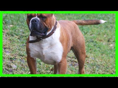 download lagu mp3 mp4 Tall English Bulldog, download lagu Tall English Bulldog gratis, unduh video klip Tall English Bulldog