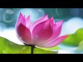 PGlifestatus Love Song Lotus Pond Soen Lotus Lotus Vibes Lotus Flower