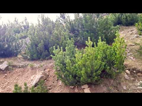 Maja E Strellcit (Bjeshket E Deçanit) 10.10.2020