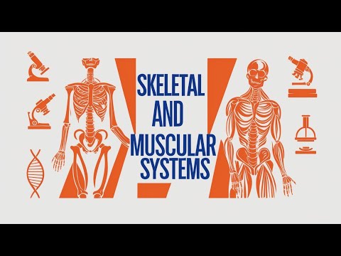 Skeletal and Muscular Systems: How Bones and Muscles Work Together
