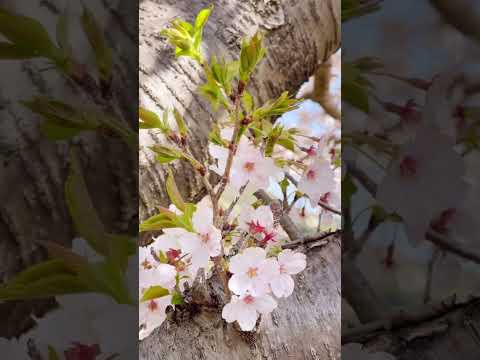 愛知工科大学｜満開の桜🌸｜ #shorts