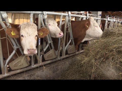 Féreghajtó gyógyszer szarvasmarhák számára