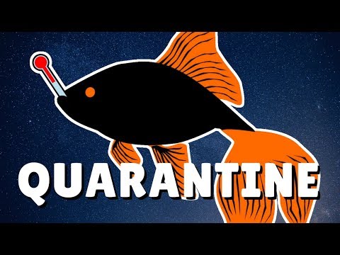 How to Quarantine New Fish in 2 Minutes | DIY Quarantine Tank | Quarantine Meds