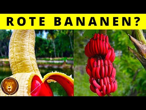 10 Früchte, von denen du noch nie gehört hast