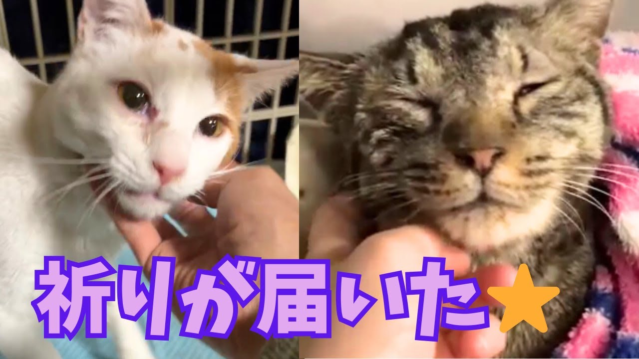 【153】どうか助かって！粉砕骨折と頭部打撲の２頭の猫をセンターから引き出し緊急手術を行いました