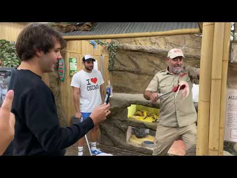 DAVID DOBRIK Feeding Alligators