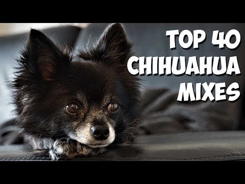 image-What is the most common Chihuahua mix?