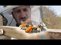 Bees perform a miracle to save their Queen.