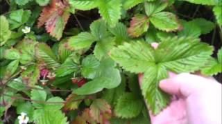 Wild Food/Edibles U.K. - July &amp; August - Wild Strawberries