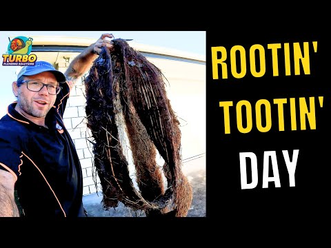 Blocked Drain 492 Could This Be The World Record Root Extraction? #rootextraction