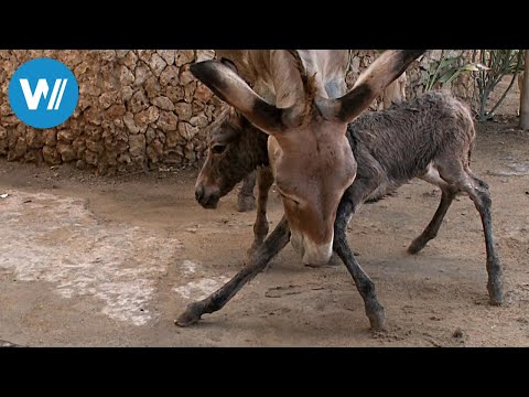 Lamu, the island of donkeys (360° - GEO Reportage)