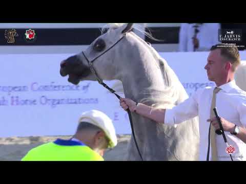 N 212 ABHA EJAR   Al Shiraa International Arabian Horse Show 2023   Stallions 4+ Years Old Class 6A