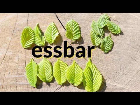 Blätter von Bäumen essen | Ulme erkennen