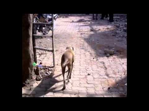 Trisha Krishnan: an Angel for Desi Dogs