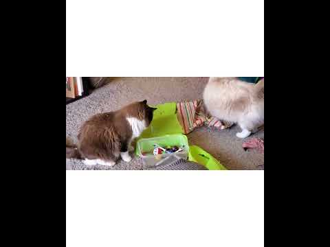 Crystal the Pet Nanny. LLC video.