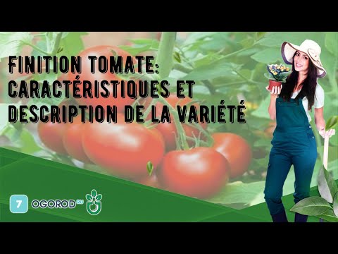 , title : 'Finition tomate: caractéristiques et description de la variété'