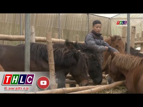 , title : 'Triển vọng từ phát triển mô hình chăn nuôi ngựa của anh Trần Văn Quang | THLC'