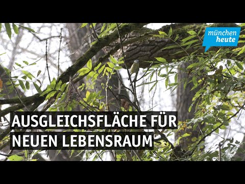 Artenreicher Ausgleich – Stadt Puchheim setzt Ersatzflächen vorbildlich um