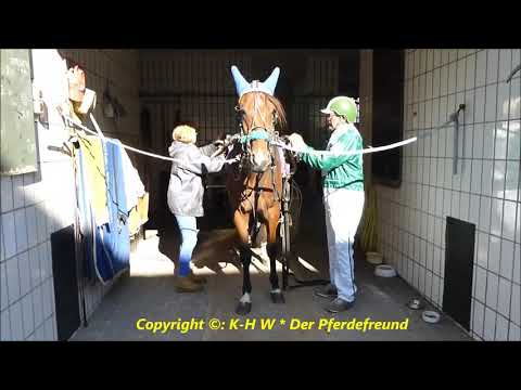 Traber  Gelsentrab Heinz Kuhsträter Vorbereitung zum Training Nr. 4 * 01.10.2015