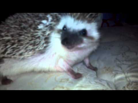 Hedgehog anointing
