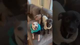 Video preview image #1 Miniature Pinscher-Unknown Mix Puppy For Sale in Escondido, CA, USA