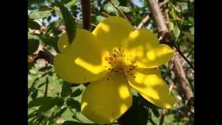 David Osborne: TO LOVE YOU MORE