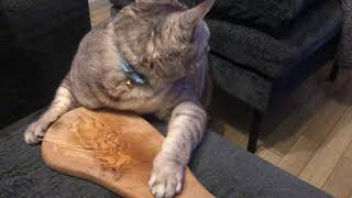 ｢このまな板うまいにゃ！！！｣