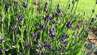 The Field is Open for June