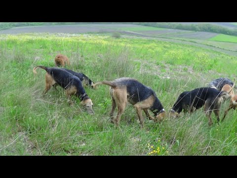 25 . 6 . 2021 segugio italiano sofiko evros