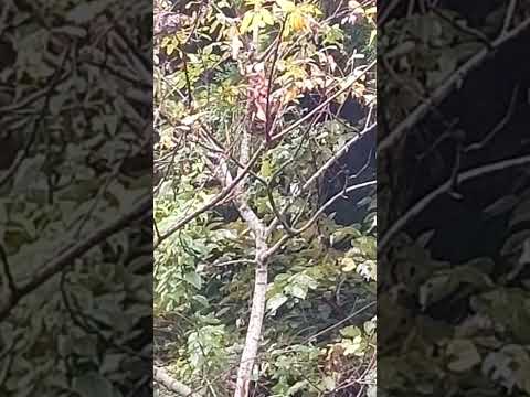 鳥の好きな色は何ですか?巣箱に使うのはどれでしょうか？羽の生えた鳥を惹きつける7つの色合いをご紹介します。  庭園