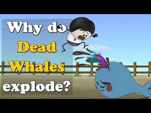 死んだクジラはなぜ爆発するのか？| 鯨の死骸はなぜ爆発するのか？ (Why do Dead Whales Explode? | #aumsum)