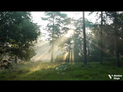 Beautiful Asian Music. Japanese Music  Inner Peace / Stress Relief. Ambient Music For Reality Escape