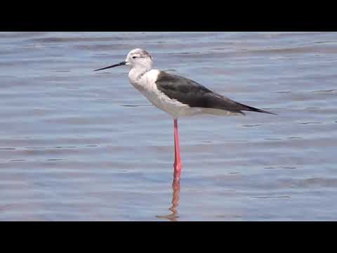 Pitkäjalka Himantopus himantopus Corfu Greece 24.5.2018