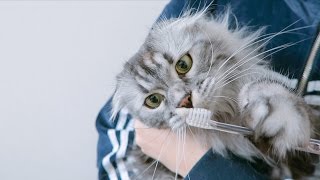 Trying to Brush my Cat&#39;s Teeth