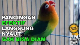 Download lagu Pancingan Terapi Lovebird Memanggil Disertai Ngetik Koek Ngekek Panjang Bikin LB Ngekek Emosi mp3