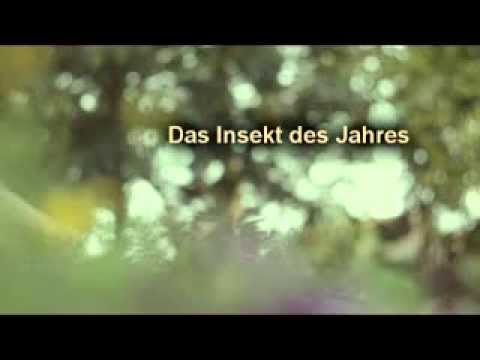 Dance through the night - Das Insekt des Jahres