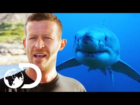 Enraged Shark Attacks Group Of Deep Sea Divers | Isle Of Jaws: Blood Brother