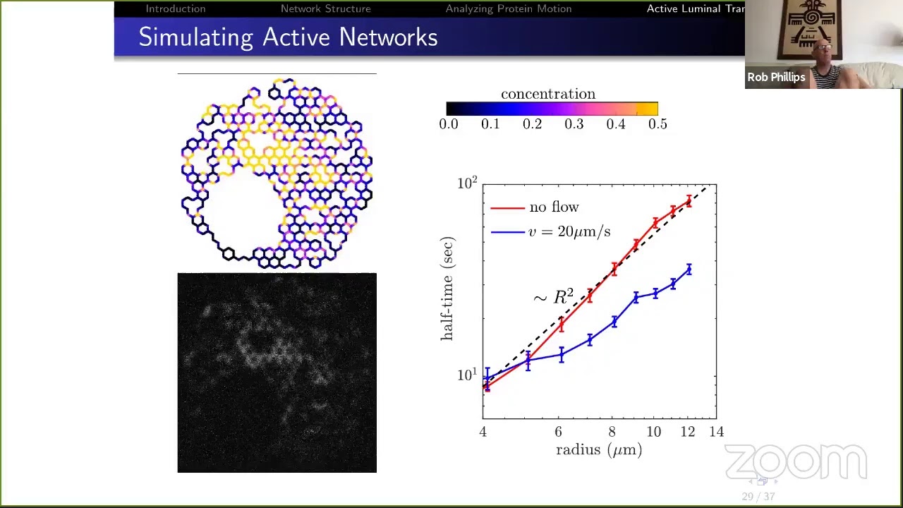 Physical Biology of the Cell Lecture Series - Lena Koslover