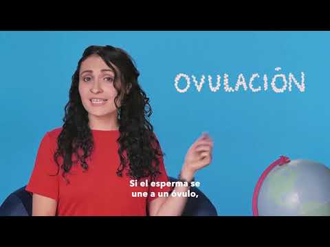 ¿Cuánto tiempo tarda en producirse un embarazo después de tener sexo?