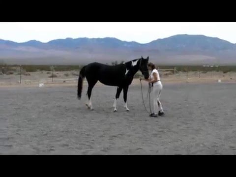 2013 Sempatico filly Registered, branded Oldenburg FOR SALE