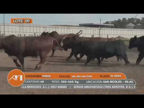 02-06-26 - 2º Especial Vacas de Alfredo S. Mondino - Buena Esperanza, San Luis