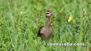 単独でやってきたコシャクシギ(動画あり)