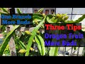 Dragon Fruit Rah That Dan Thuruk Pathum Budding Techniques
