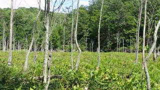 preview picture of video 'Calvert Cliffs State Park, Beaver Pond'