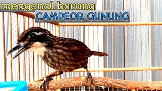 Download lagu Review of the swamp poksay bird or rowo rowo mp3