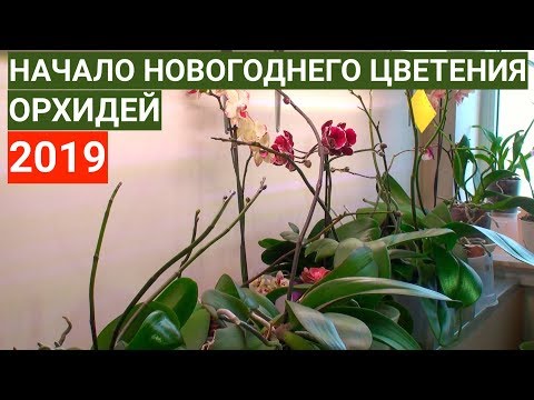 ДЕСЯТКИ ЦВЕТОНОСОВ ОРХИДЕЙ готовимся к НОВОГОДНЕМУ цветению фаленопсисов 2019 года Video