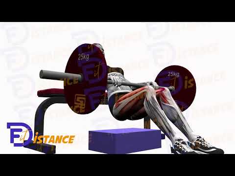 Exercice Hip thrust - Relevé de bassin à la barre