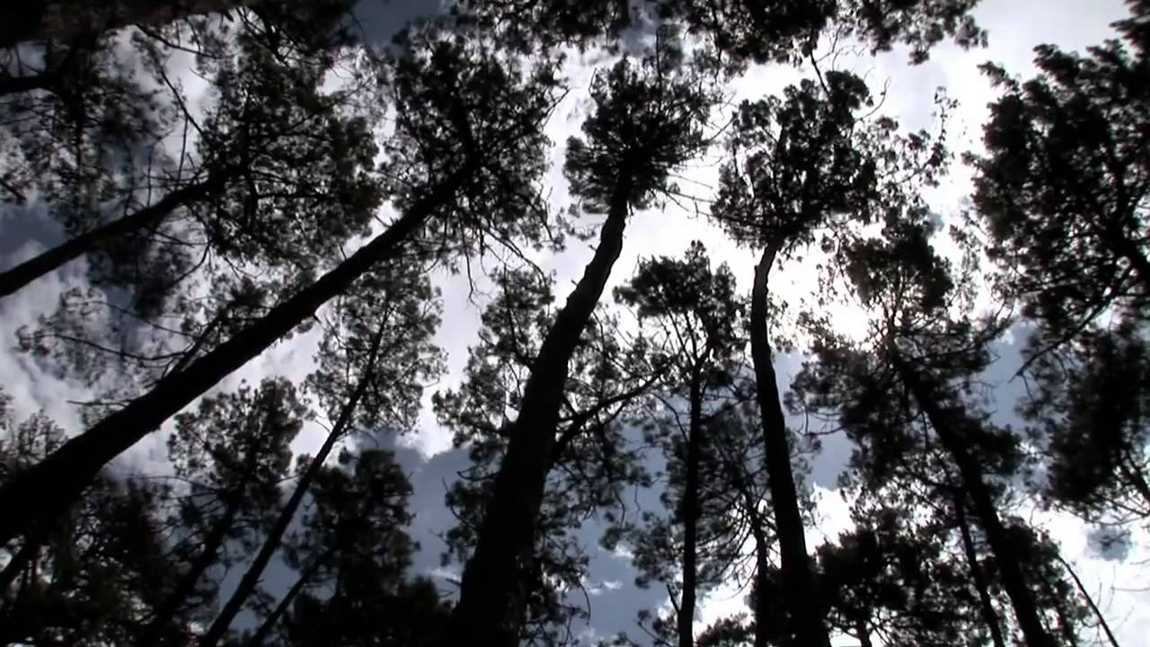 Westall '66: A Suburban UFO Mystery