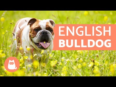 ENGLISH BULLDOG - Traits and TRAINING
